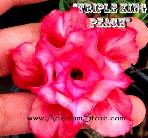 (image for) Adenium 'Triple King Peach' 5 Seeds - Click Image to Close